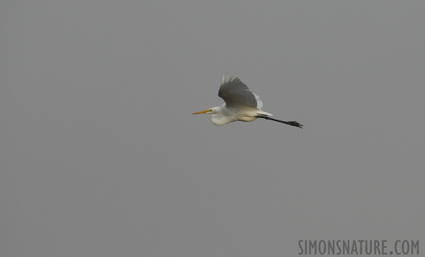 Ardea alba egretta [400 mm, 1/3200 sec at f / 8.0, ISO 800]